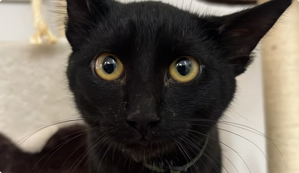 Horácio, gato preto de olhos amarelos, olhando de frente para a câmera