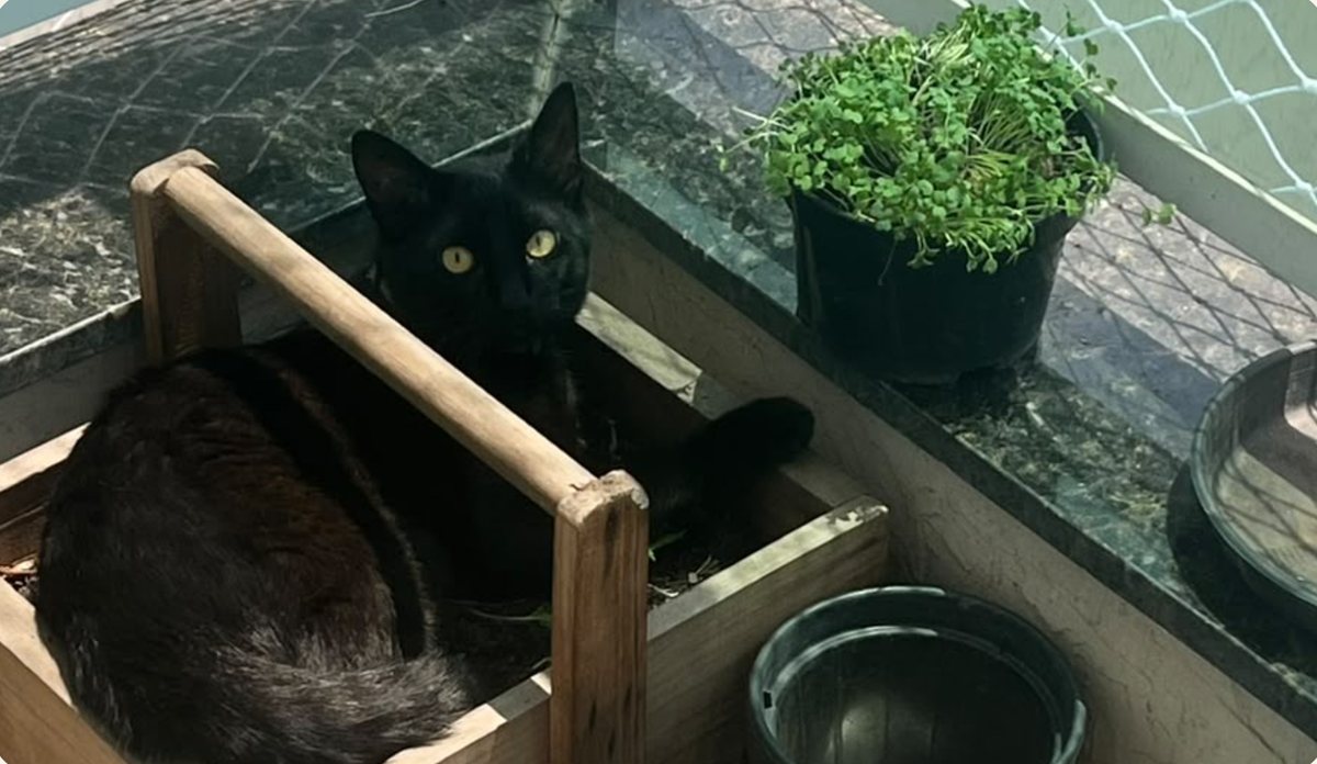 Horácio deitado num caixote de madeira na varanda, ao lado de um vaso de plantas